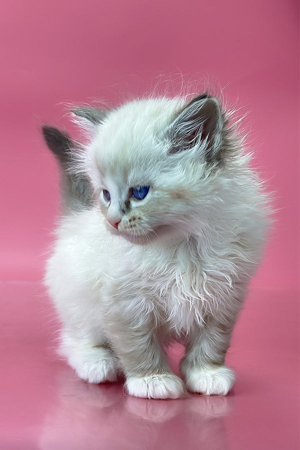Aurelia | Siberian Kitten