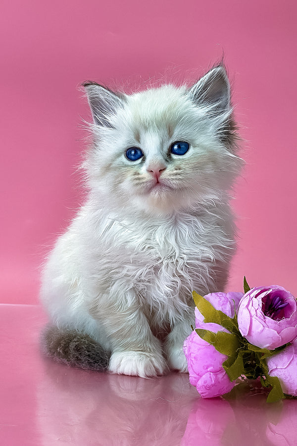 Aurelia | Siberian Kitten