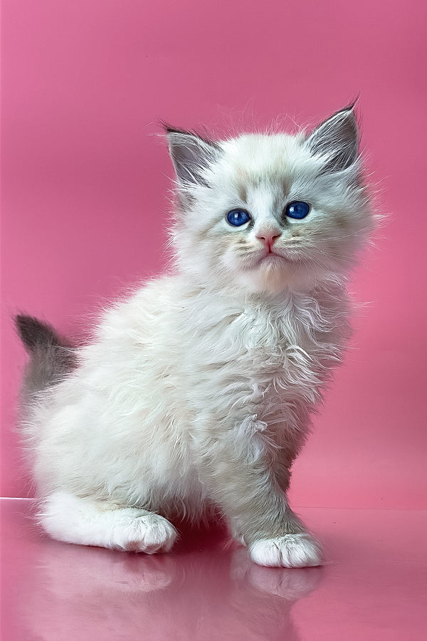 Aurelia | Siberian Kitten