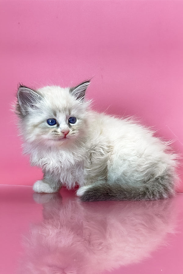 Aurelia | Siberian Kitten