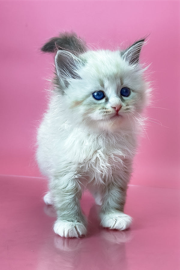 Aurelia | Siberian Kitten