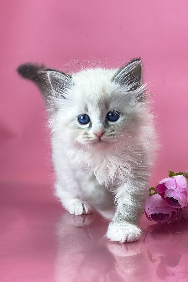Aurelia | Siberian Kitten