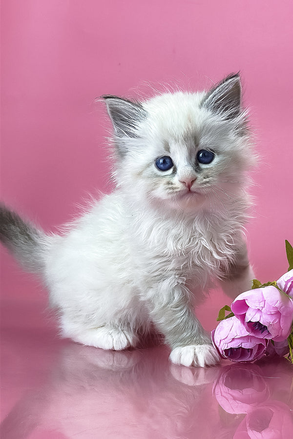 Aurelia | Siberian Kitten