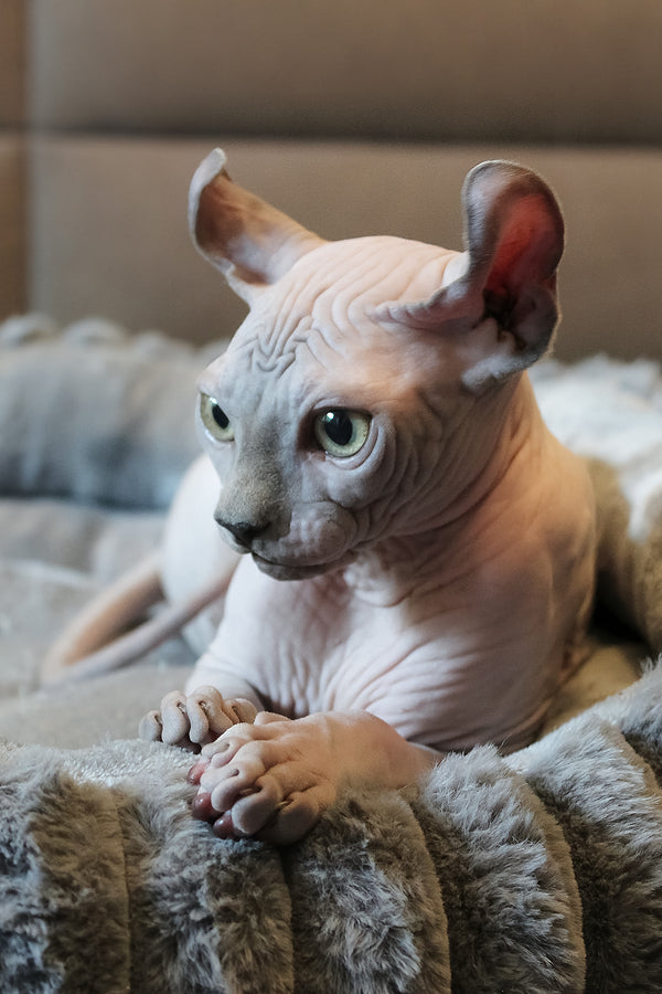 Aurelio | Elf Sphynx Kitten