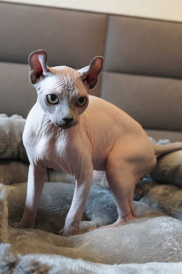 Aurelio | Elf Sphynx Kitten