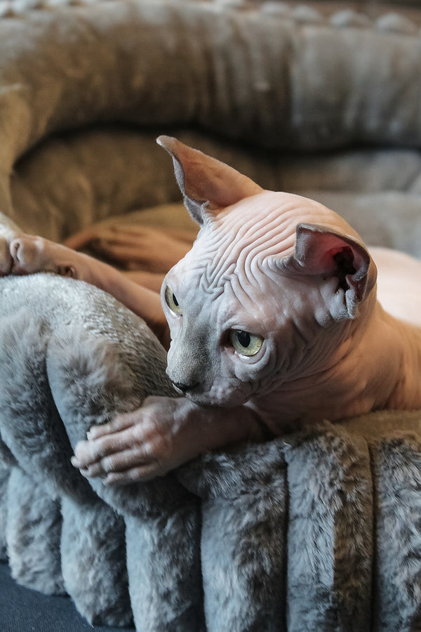 Aurelio | Elf Sphynx Kitten