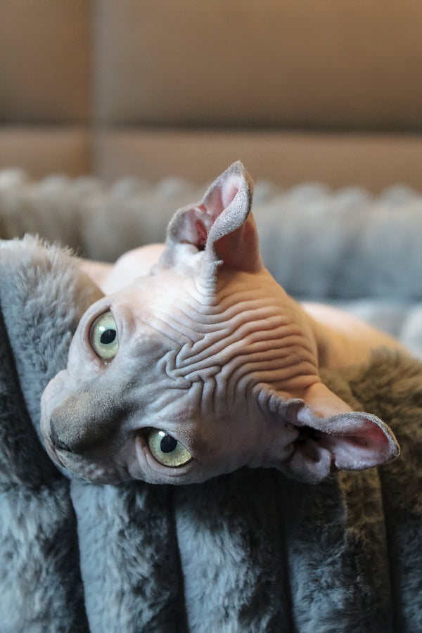 Aurelio | Elf Sphynx Kitten