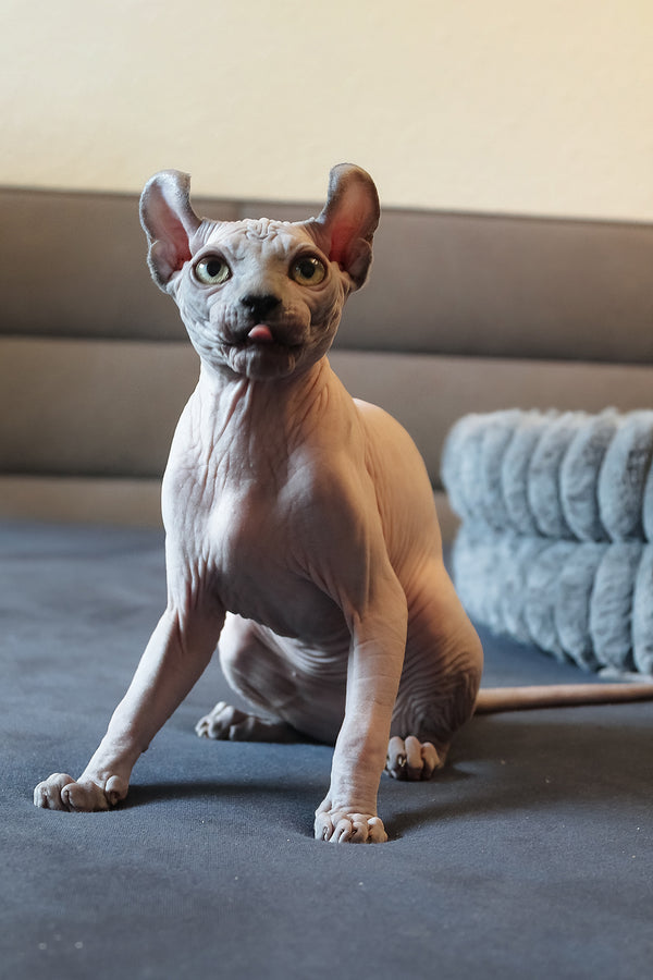 Aurelio | Elf Sphynx Kitten