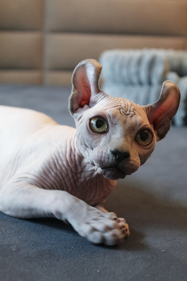 Aurelio | Elf Sphynx Kitten