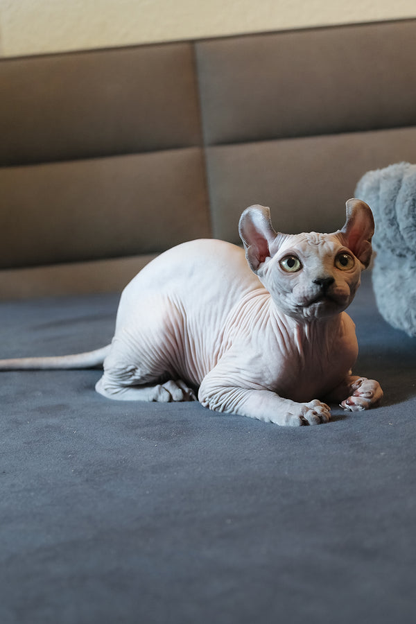Aurelio | Elf Sphynx Kitten