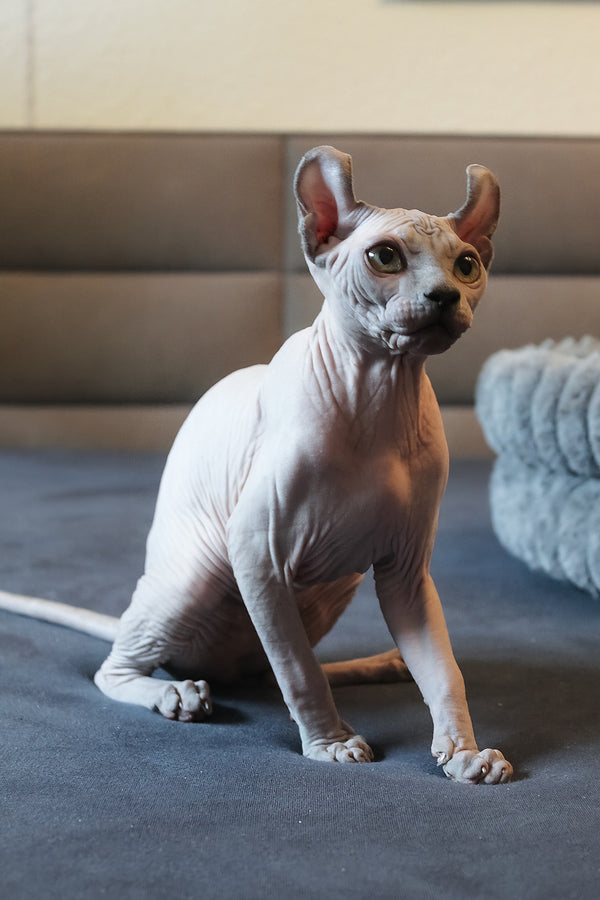 Aurelio | Elf Sphynx Kitten
