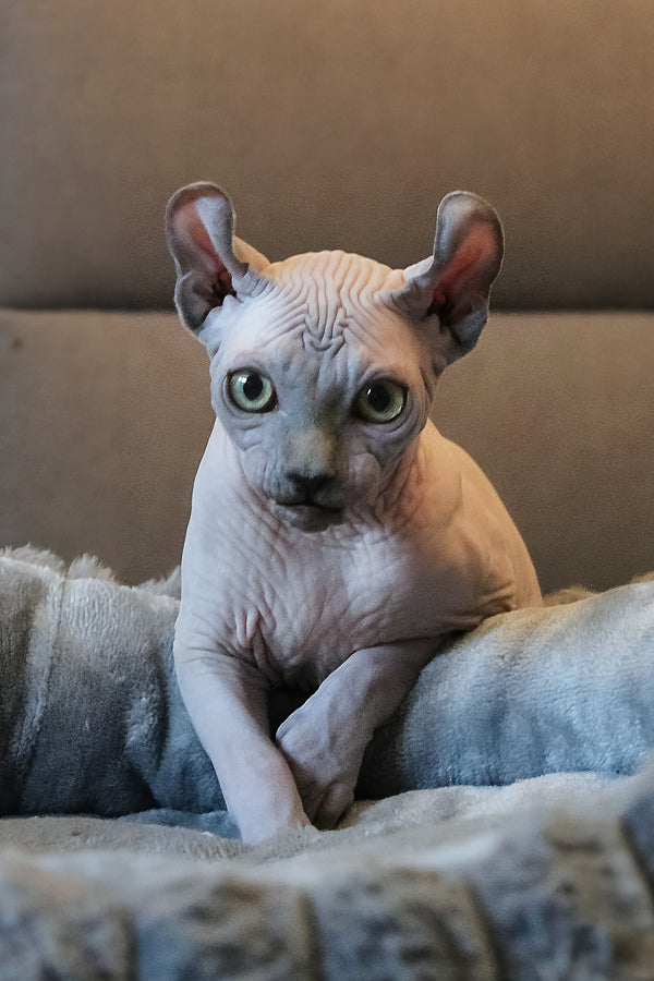 Aurelio | Elf Sphynx Kitten