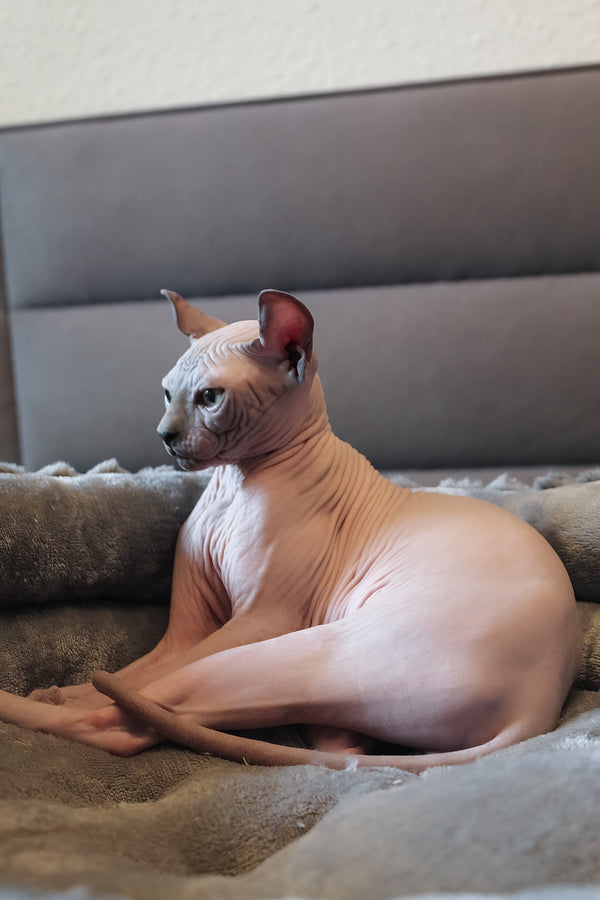 Aurelio | Elf Sphynx Kitten