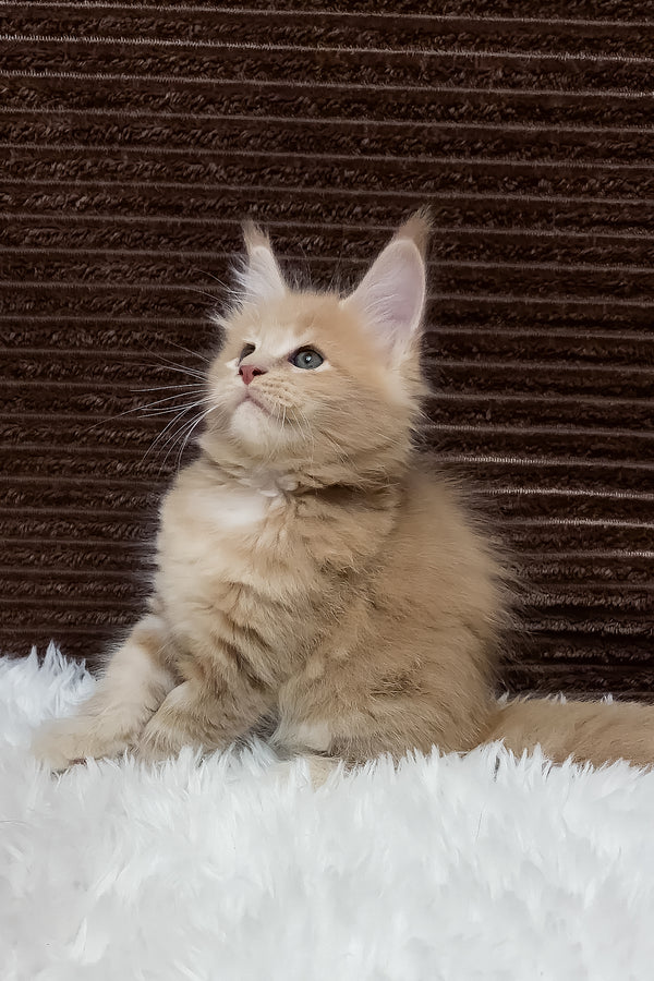 Aurelius | Maine Coon Kitten