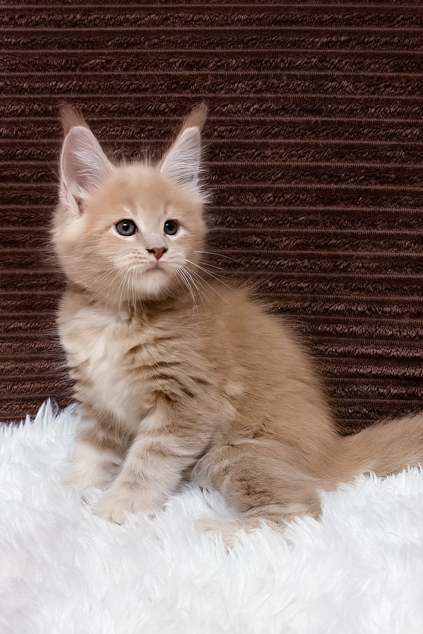 Aurelius | Maine Coon Kitten