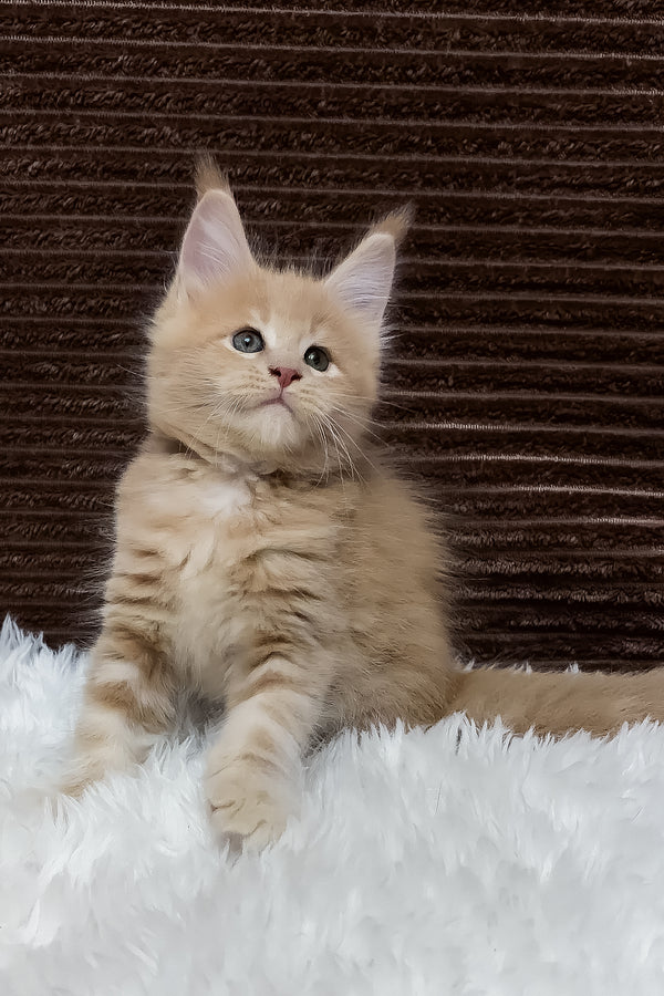 Aurelius | Maine Coon Kitten