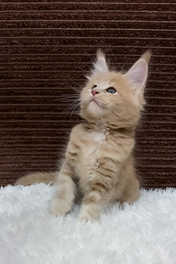 Aurelius | Maine Coon Kitten