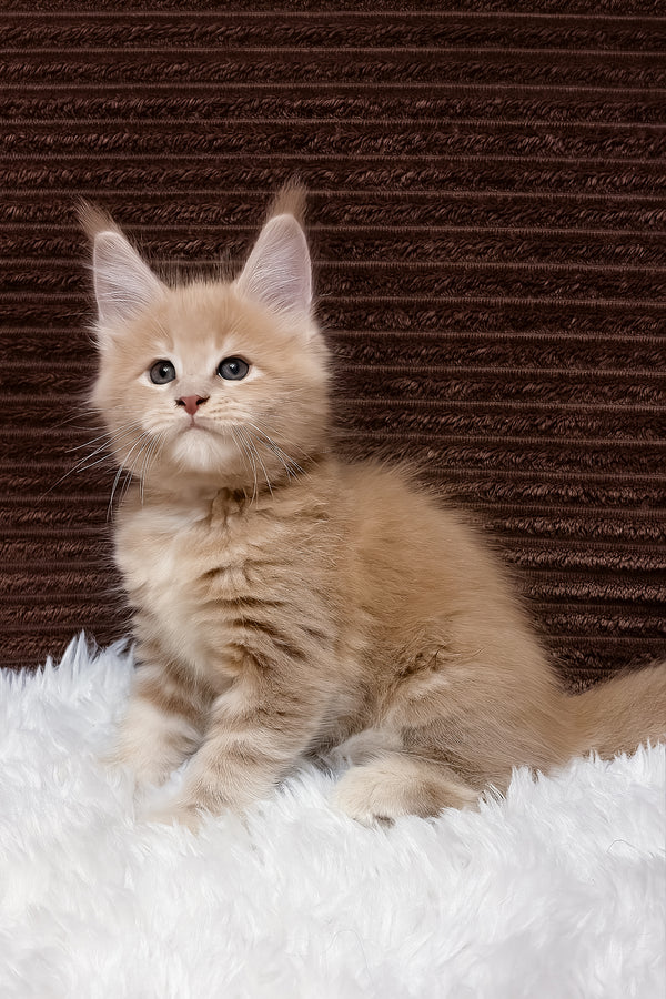 Aurelius | Maine Coon Kitten