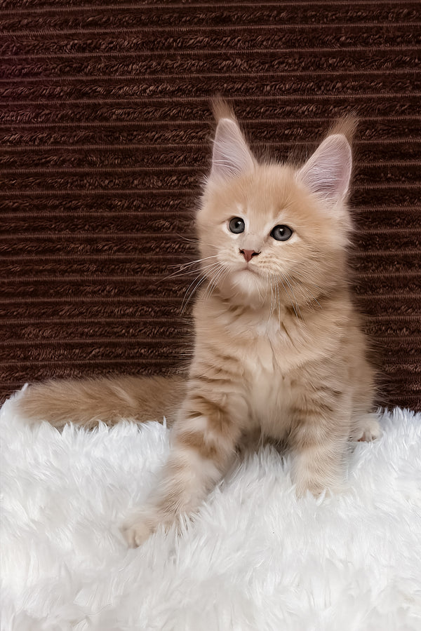 Aurelius | Maine Coon Kitten