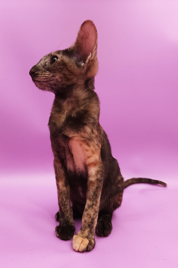 Aurora | Oriental Shorthair Kitten