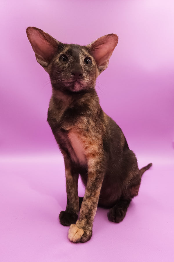 Aurora | Oriental Shorthair Kitten