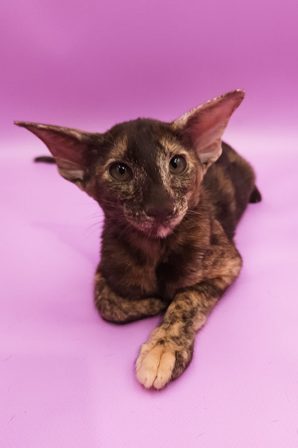 Aurora | Oriental Shorthair Kitten