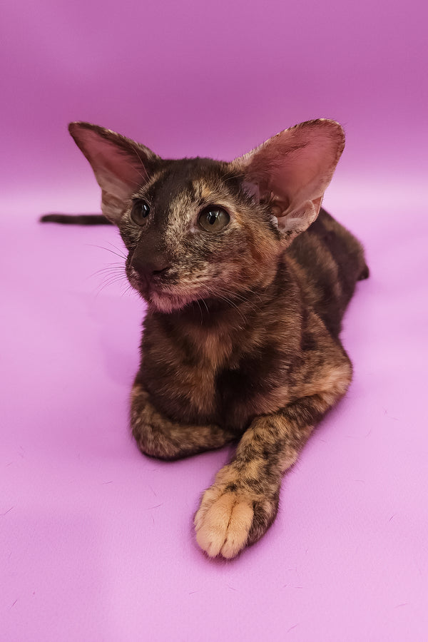 Aurora | Oriental Shorthair Kitten