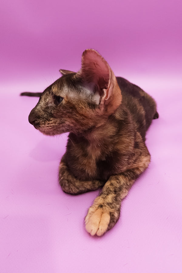 Aurora | Oriental Shorthair Kitten
