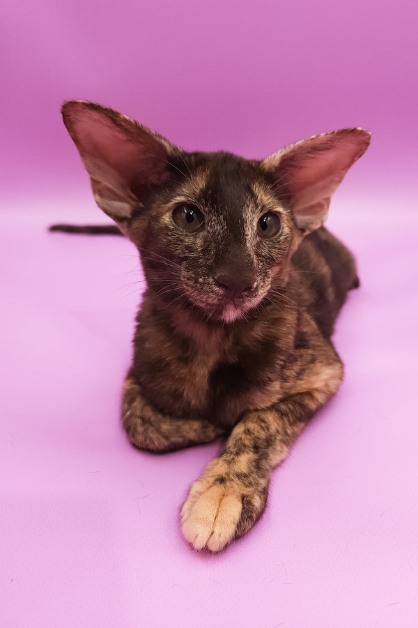 Aurora | Oriental Shorthair Kitten