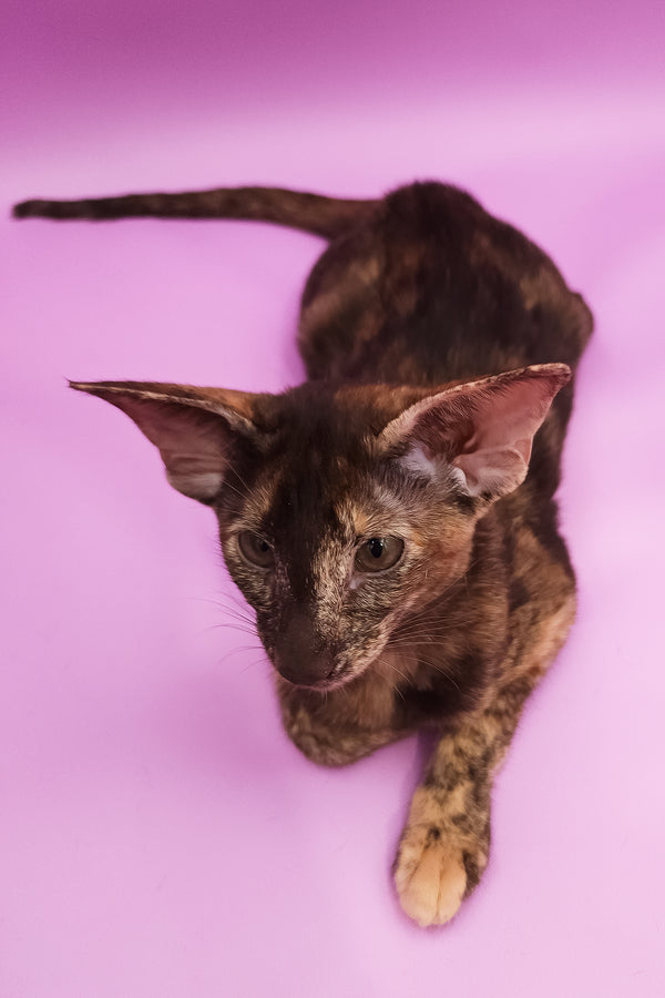 Aurora | Oriental Shorthair Kitten