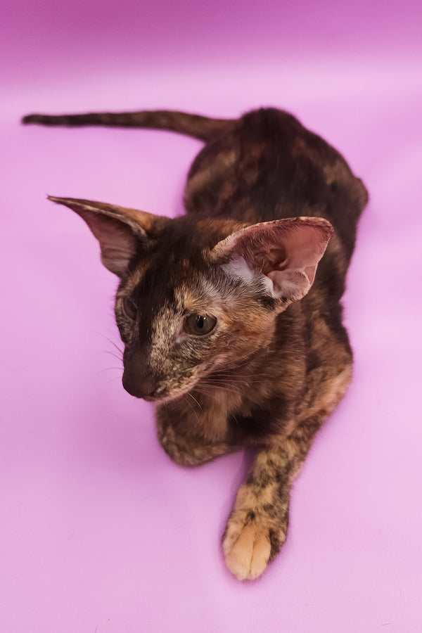 Aurora | Oriental Shorthair Kitten