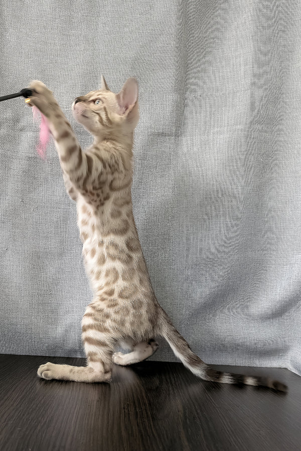 Ava | Bengal Kitten