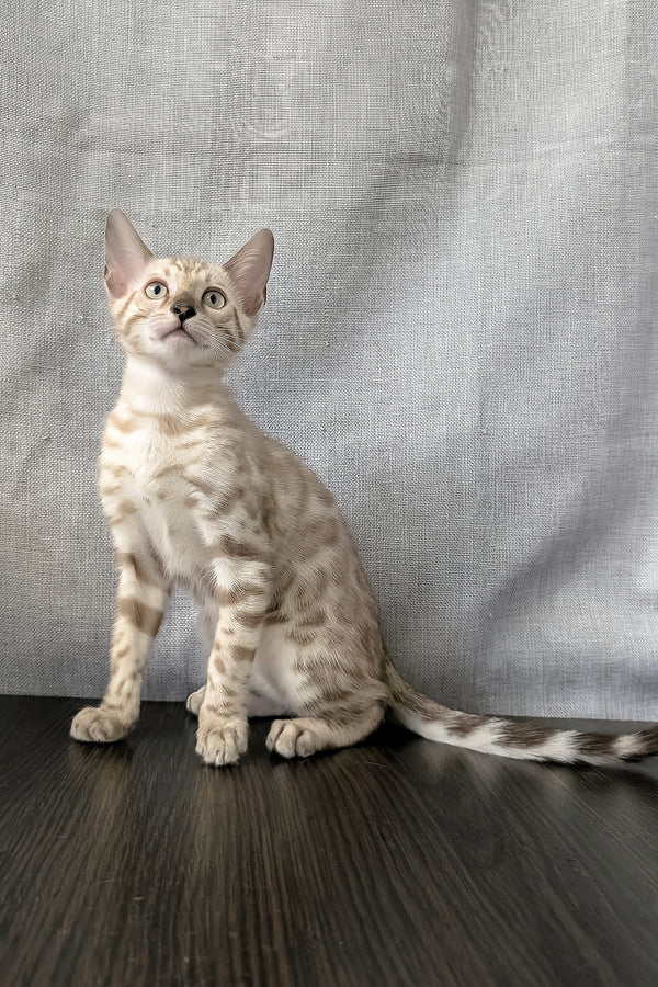 Ava | Bengal Kitten
