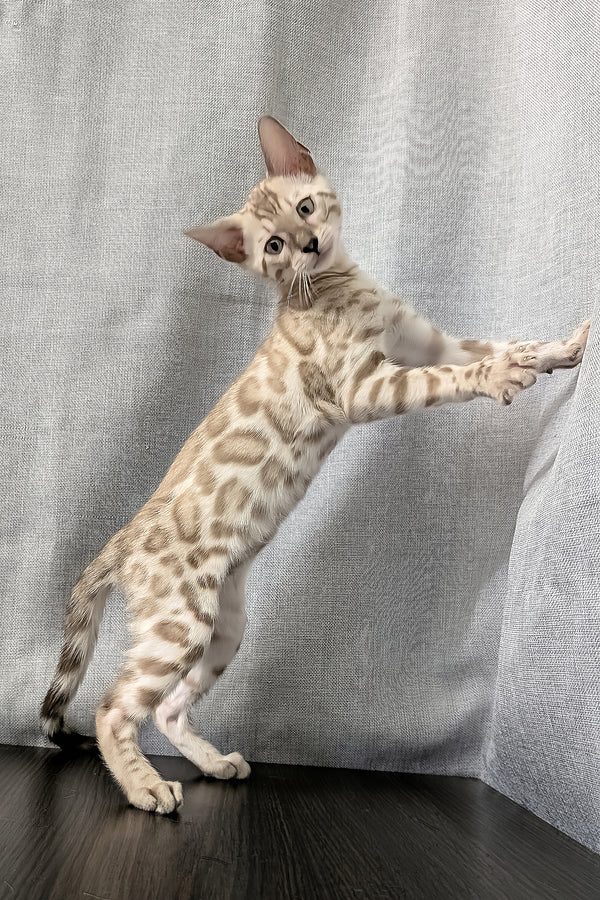 Ava | Bengal Kitten
