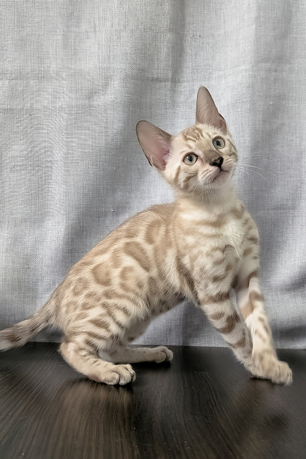 Ava | Bengal Kitten