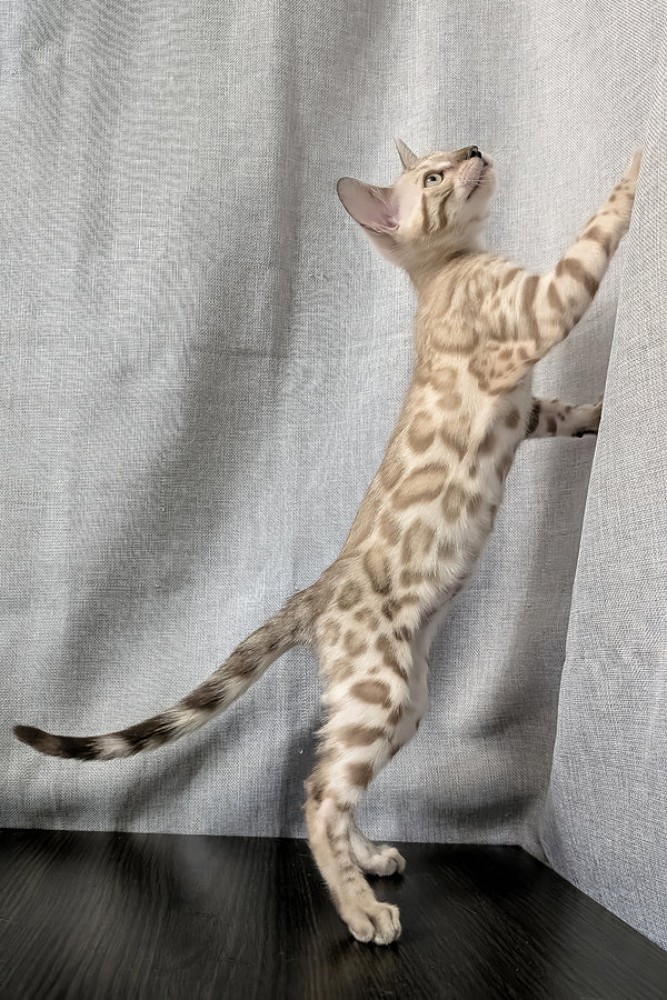 Ava | Bengal Kitten
