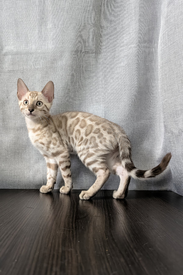 Ava | Bengal Kitten