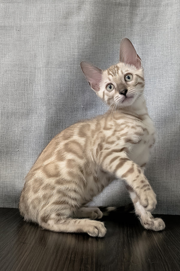 Ava | Bengal Kitten