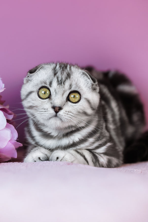 Ava | Scottish Fold Kitten
