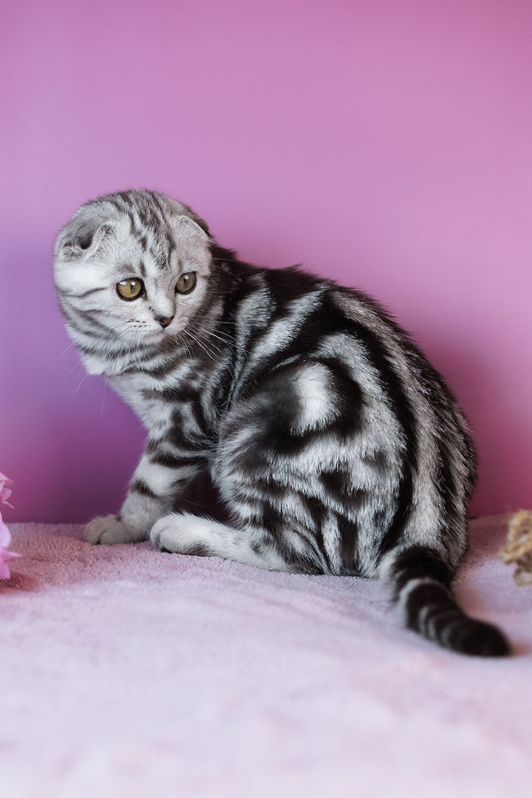 Ava | Scottish Fold Kitten