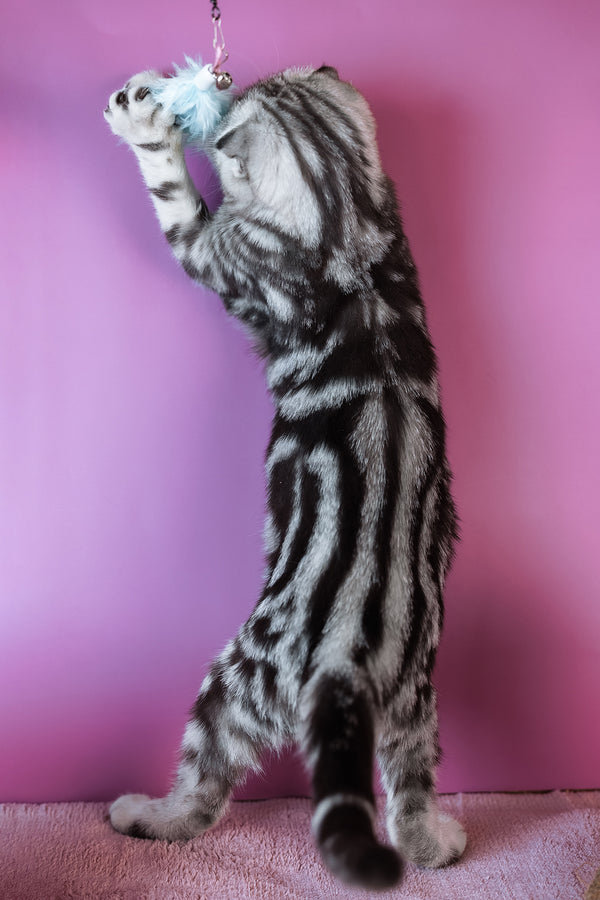 Ava | Scottish Fold Kitten