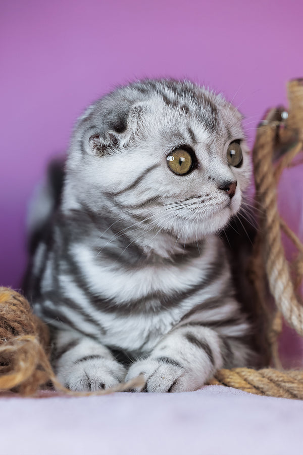 Ava | Scottish Fold Kitten