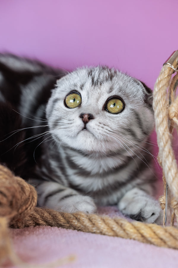 Ava | Scottish Fold Kitten