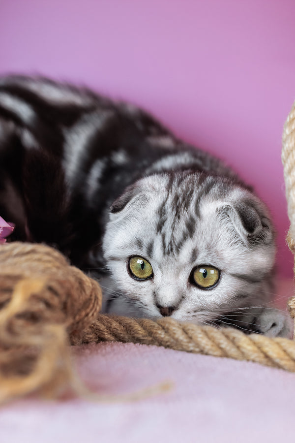 Ava | Scottish Fold Kitten