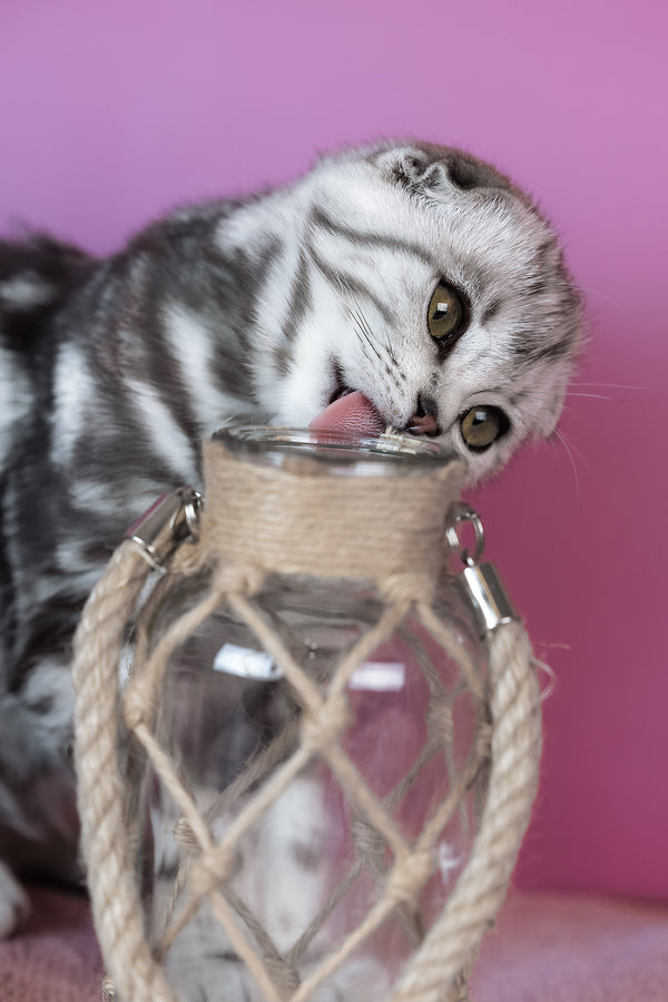 Ava | Scottish Fold Kitten