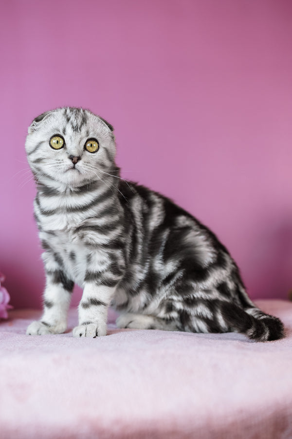 Ava | Scottish Fold Kitten