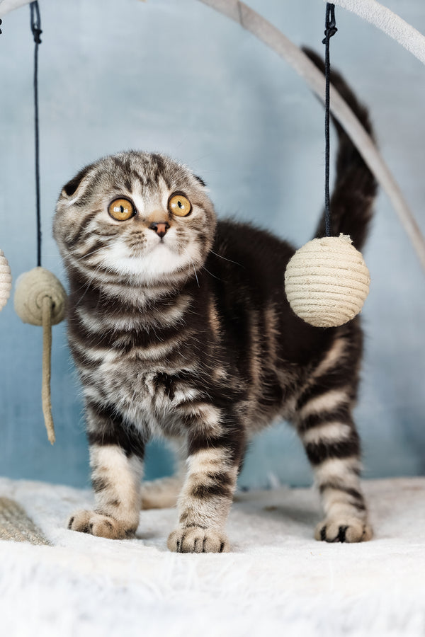Axel | Scottish Fold Kitten