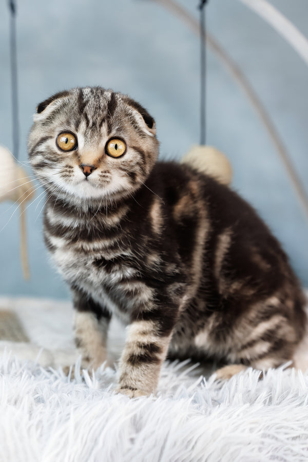 Axel | Scottish Fold Kitten