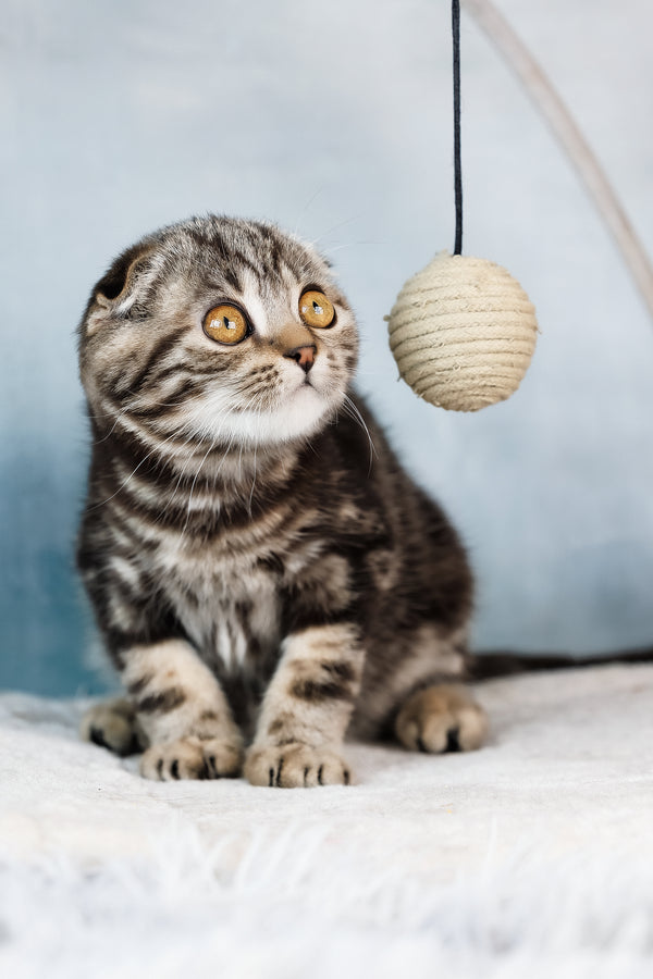 Axel | Scottish Fold Kitten