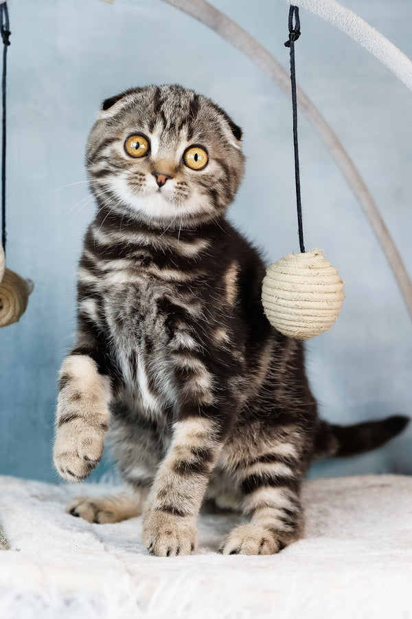Axel | Scottish Fold Kitten